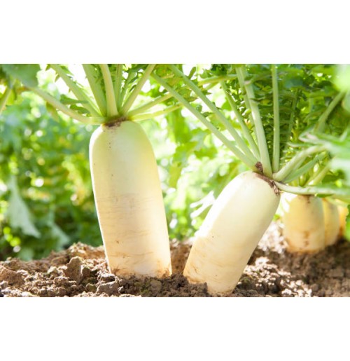 Radish Seeds - Fast Growing